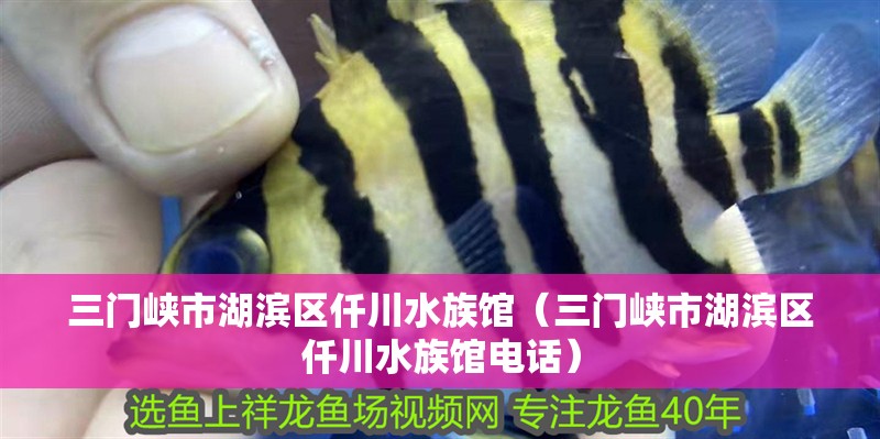 三門峽市湖濱區仟川水族館（三門峽市湖濱區仟川水族館電話）