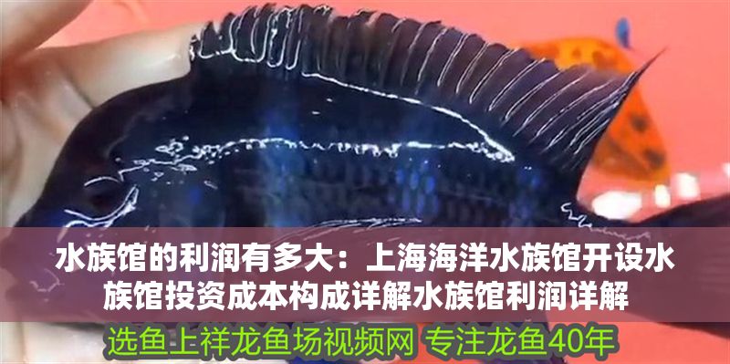 水族館的利潤有多大：上海海洋水族館開設水族館投資成本構成詳解水族館利潤詳解