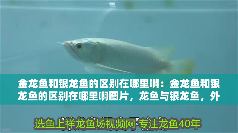 金龍魚和銀龍魚的區(qū)別在哪里啊:金龍魚和銀龍魚的區(qū)別在哪里啊圖片,龍魚與銀龍魚,外觀、習(xí)性及養(yǎng)殖差異全 水族問(wèn)答 金龍魚和銀龍魚的區(qū)別在哪里啊:金龍魚和銀龍魚的區(qū)別在哪里啊圖片,龍魚與銀龍魚,外觀、習(xí)性及養(yǎng)殖差異全 金龍魚和銀龍魚的區(qū)別在哪里啊:金龍魚和銀龍魚的區(qū)別在哪里啊圖片,龍魚與銀龍魚,外觀、習(xí)性及養(yǎng)殖差異全 水族問(wèn)答