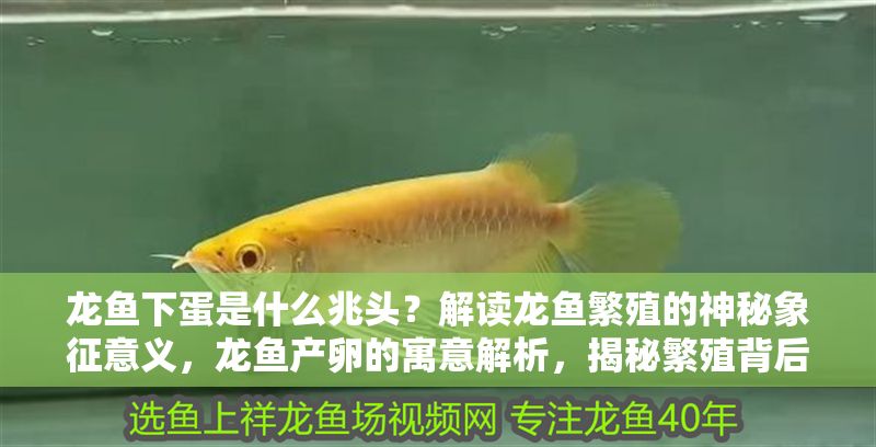 龍魚下蛋是什么兆頭？解讀龍魚繁殖的神秘象征意義，龍魚產卵的寓意解析，揭秘繁殖背后的風水與象征意義