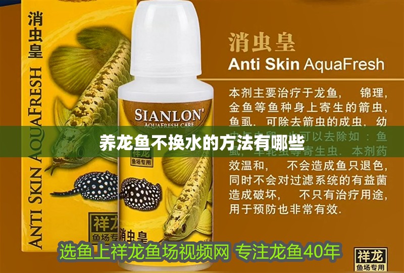 養龍魚不換水的方法有哪些