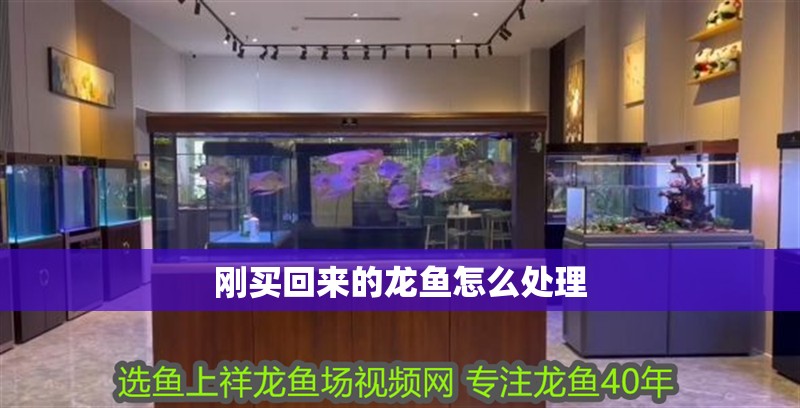 剛買回來的龍魚怎么處理