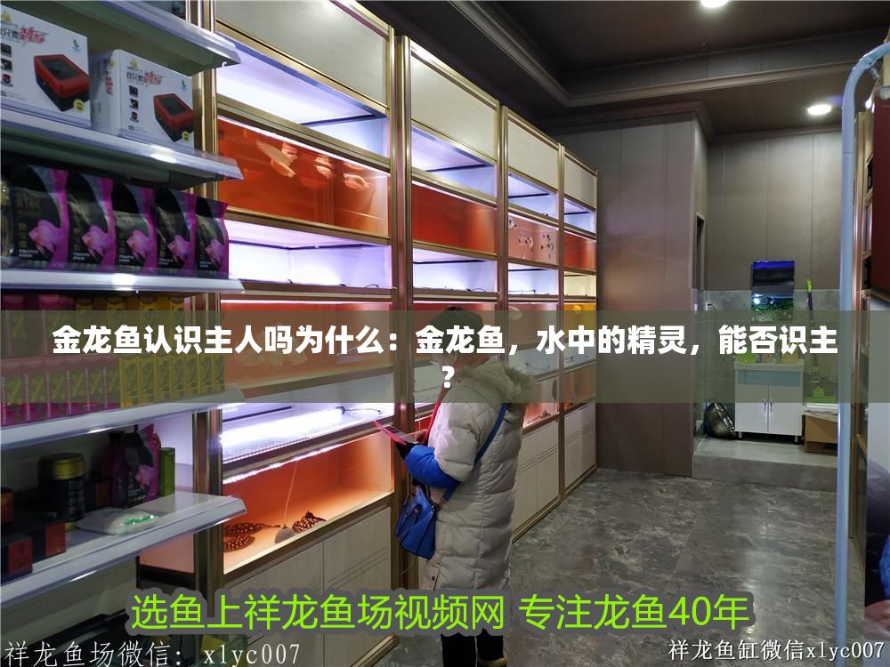 金龍魚認識主人嗎為什么：金龍魚，水中的精靈，能否識主？