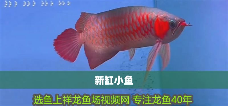 新缸小魚(yú)