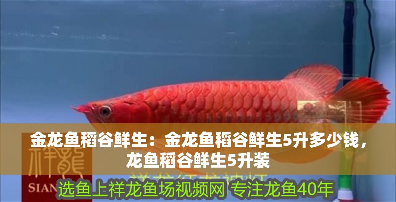 金龍魚稻谷鮮生：金龍魚稻谷鮮生5升多少錢，龍魚稻谷鮮生5升裝