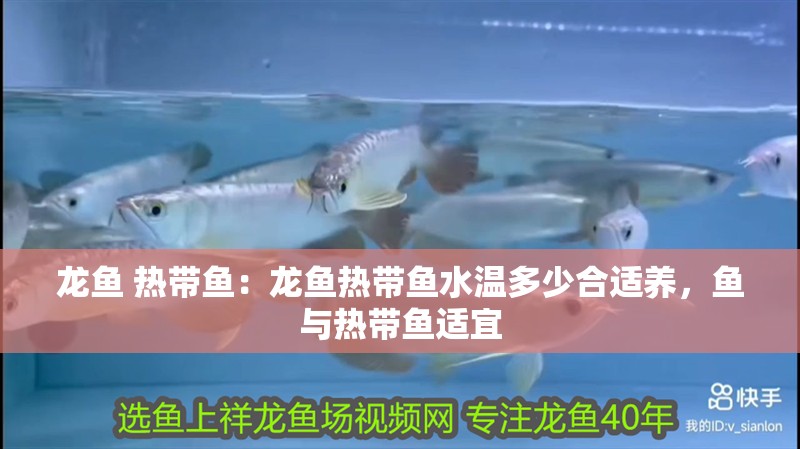 龍魚 熱帶魚：龍魚熱帶魚水溫多少合適養，魚與熱帶魚適宜