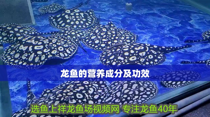 龍魚的營養(yǎng)成分及功效