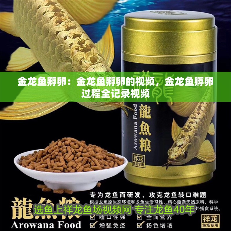 金龍魚孵卵：金龍魚孵卵的視頻，金龍魚孵卵過程全記錄視頻