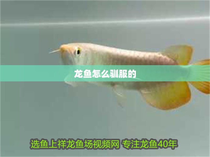 龍魚怎么馴服的