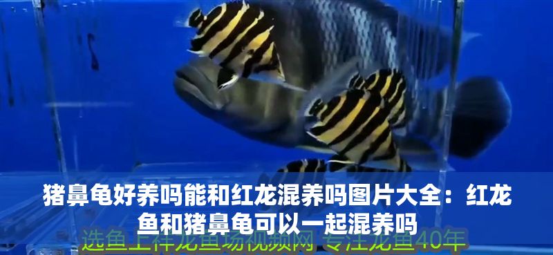 豬鼻龜好養嗎能和紅龍混養嗎圖片大全：紅龍魚和豬鼻龜可以一起混養嗎