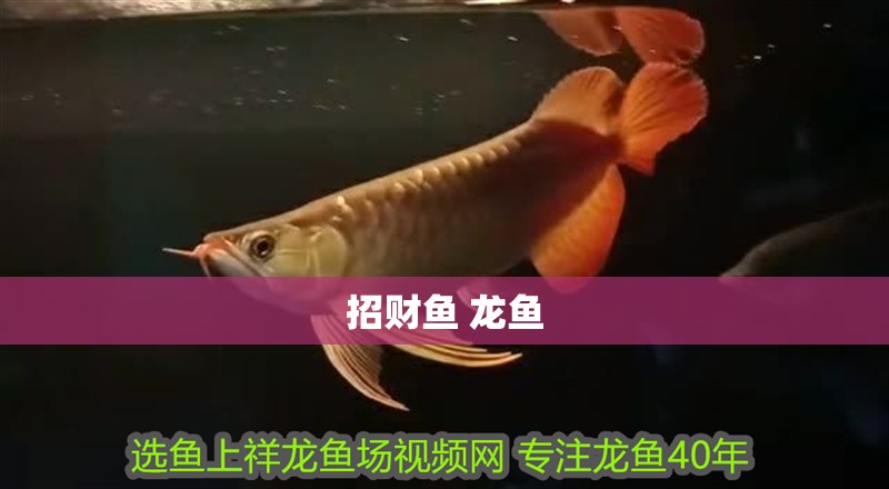 招財魚 龍魚