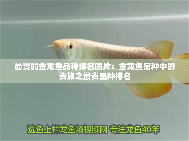 最貴的金龍魚品種排名圖片：金龍魚品種中的貴族之最貴品種排名
