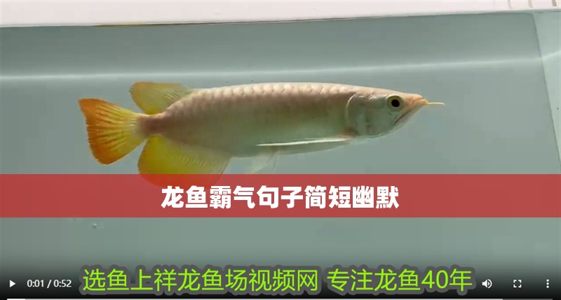 龍魚(yú)霸氣句子簡(jiǎn)短幽默