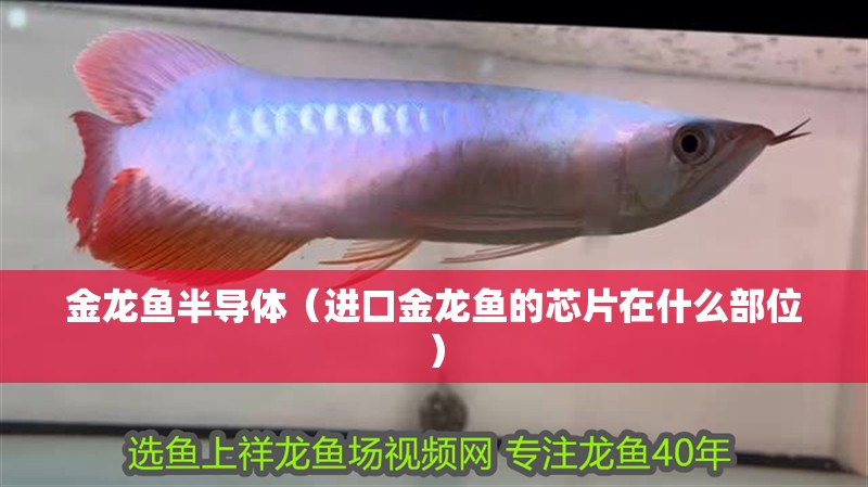 金龍魚半導體（進口金龍魚的芯片在什么部位）