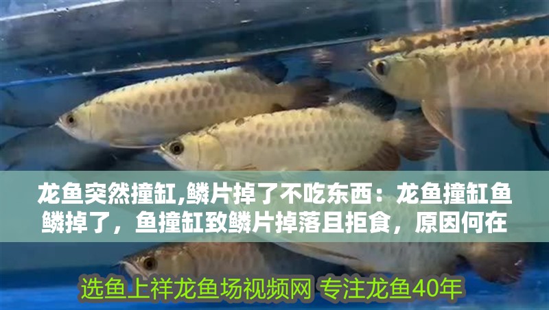 龍魚突然撞缸,鱗片掉了不吃東西：龍魚撞缸魚鱗掉了，魚撞缸致鱗片掉落且拒食，原因何在？