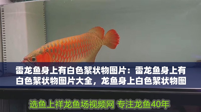 雷龍魚身上有白色絮狀物圖片：雷龍魚身上有白色絮狀物圖片大全，龍魚身上白色絮狀物圖片大