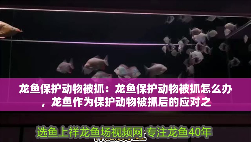 龍魚保護動物被抓：龍魚保護動物被抓怎么辦，龍魚作為保護動物被抓后的應對之