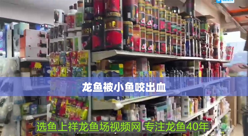 龍魚被小魚咬出血