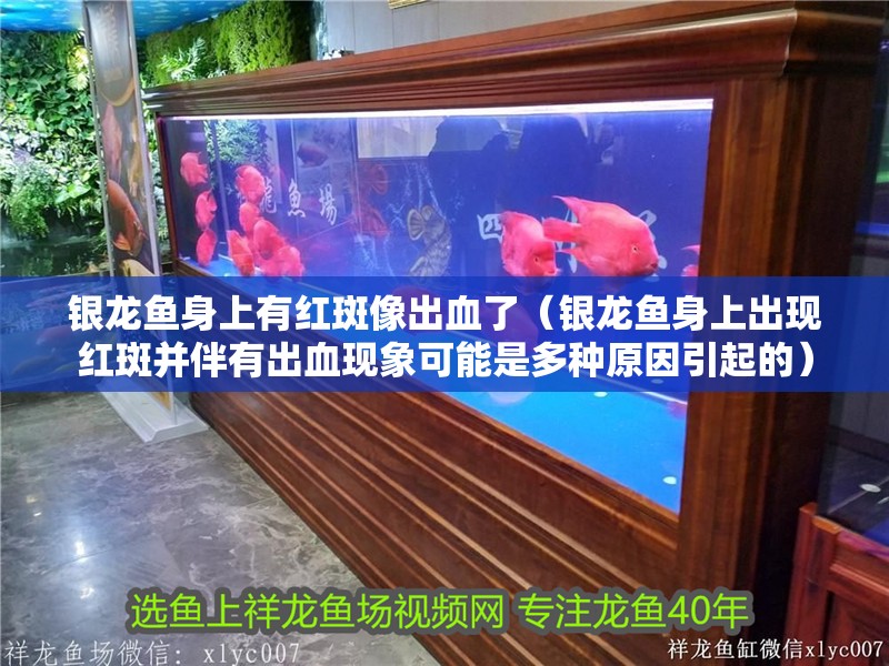 銀龍魚身上有紅斑像出血了（銀龍魚身上出現(xiàn)紅斑并伴有出血現(xiàn)象可能是多種原因引起的）