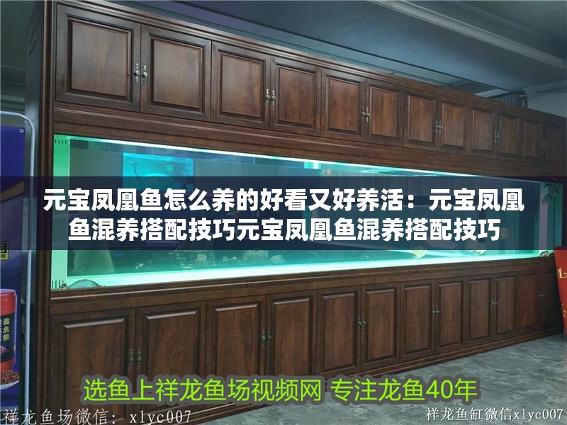 元寶鳳凰魚怎么養(yǎng)的好看又好養(yǎng)活：元寶鳳凰魚混養(yǎng)搭配技巧元寶鳳凰魚混養(yǎng)搭配技巧