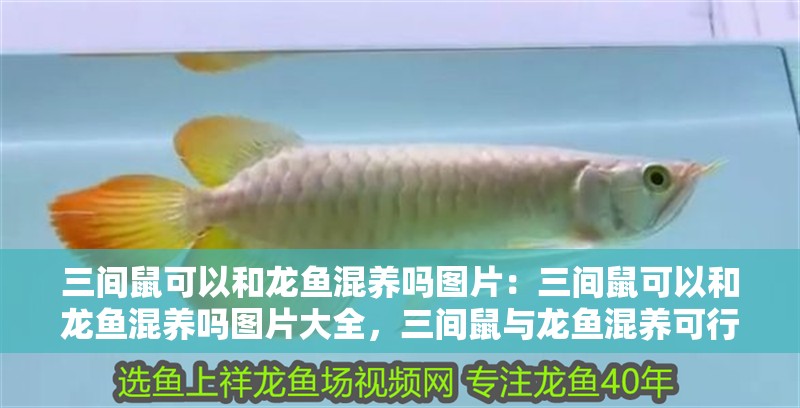 三間鼠可以和龍魚混養(yǎng)嗎圖片：三間鼠可以和龍魚混養(yǎng)嗎圖片大全，三間鼠與龍魚混養(yǎng)可行性及混養(yǎng)圖鑒