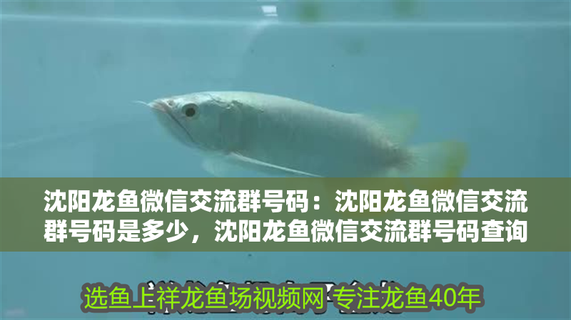 沈陽龍魚微信交流群號碼：沈陽龍魚微信交流群號碼是多少，沈陽龍魚微信交流群號碼查詢