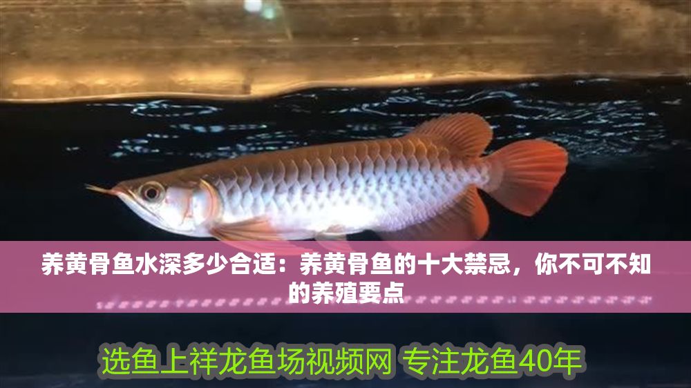 養黃骨魚水深多少合適：養黃骨魚的十大禁忌，你不可不知的養殖要點