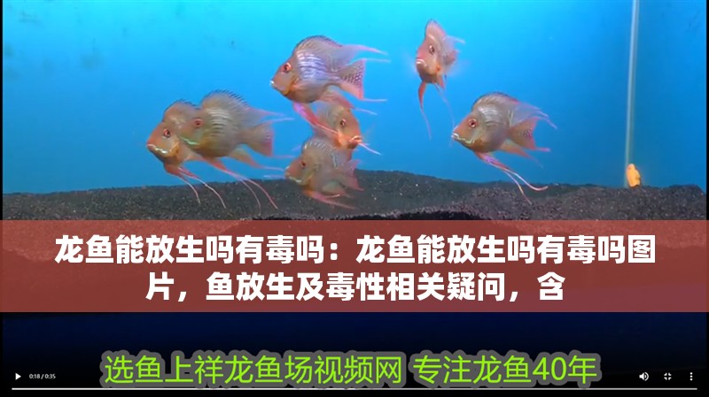 龍魚能放生嗎有毒嗎：龍魚能放生嗎有毒嗎圖片，魚放生及毒性相關(guān)疑問，含