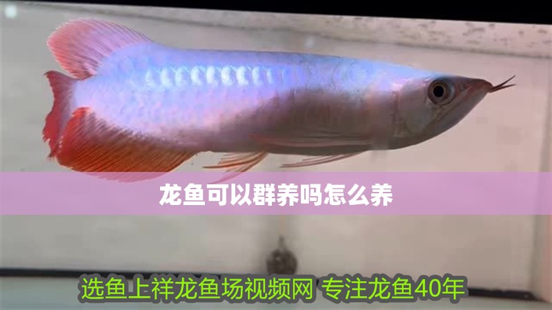 龍魚可以群養嗎怎么養 龍魚百科 第4張 龍魚可以群養嗎怎么養 龍魚可以群養嗎怎么養 龍魚百科 第4張