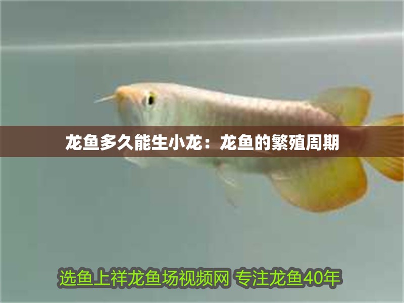 龍魚多久能生小龍：龍魚的繁殖周期