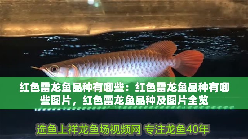 紅色雷龍魚品種有哪些：紅色雷龍魚品種有哪些圖片，紅色雷龍魚品種及圖片全覽