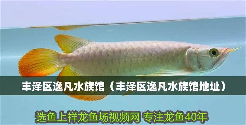 豐澤區逸凡水族館（豐澤區逸凡水族館地址）