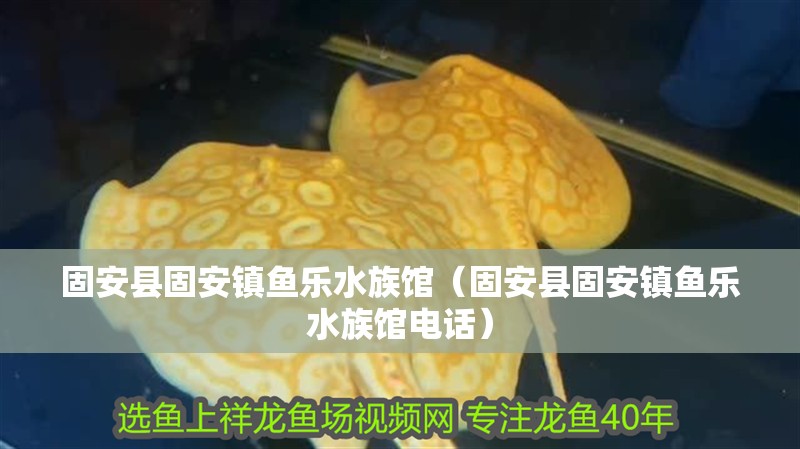 固安縣固安鎮(zhèn)魚樂水族館（固安縣固安鎮(zhèn)魚樂水族館電話） 固安縣固安鎮(zhèn)魚樂水族館（固安縣固安鎮(zhèn)魚樂水族館電話） 全國水族館企業(yè)名錄 第2張