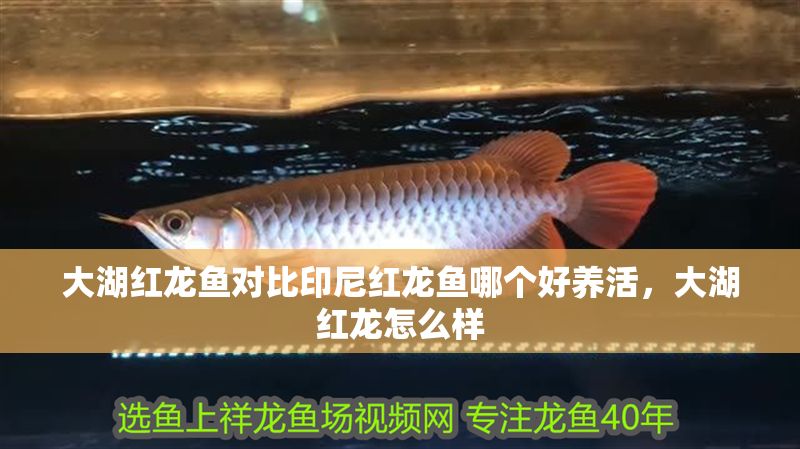 大湖紅龍魚對比印尼紅龍魚哪個好養活，大湖紅龍怎么樣