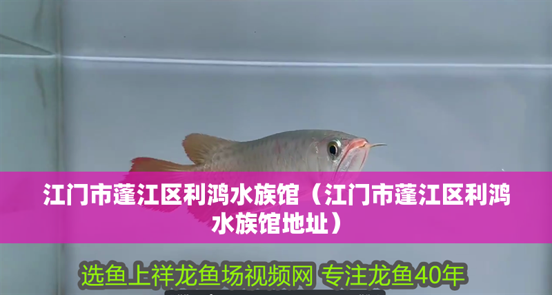 江門市蓬江區(qū)利鴻水族館（江門市蓬江區(qū)利鴻水族館地址）