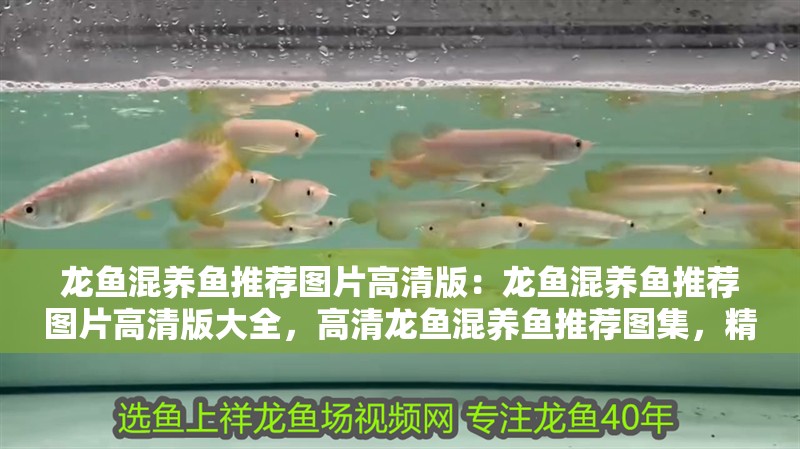 龍魚混養魚推薦圖片高清版：龍魚混養魚推薦圖片高清版大全，高清龍魚混養魚推薦圖集，精選混養搭配