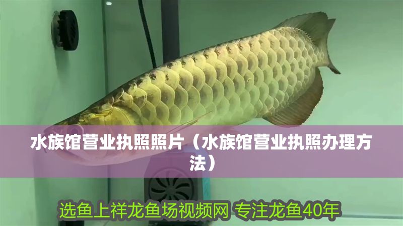 水族館營業(yè)執(zhí)照照片（水族館營業(yè)執(zhí)照辦理方法）