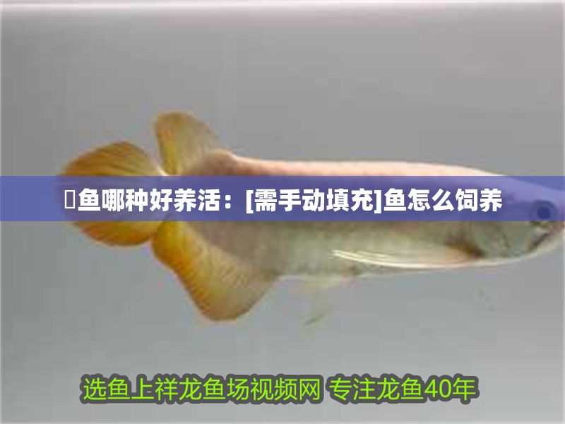 魟魚哪種好養(yǎng)活：[需手動填充]魚怎么飼養(yǎng)