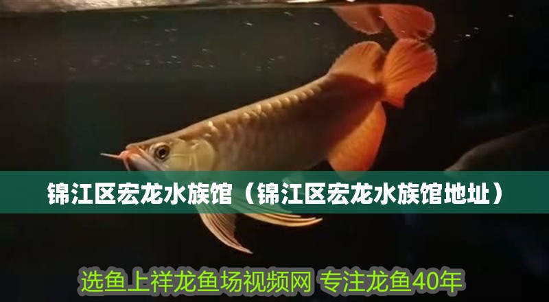錦江區(qū)宏龍水族館（錦江區(qū)宏龍水族館地址）