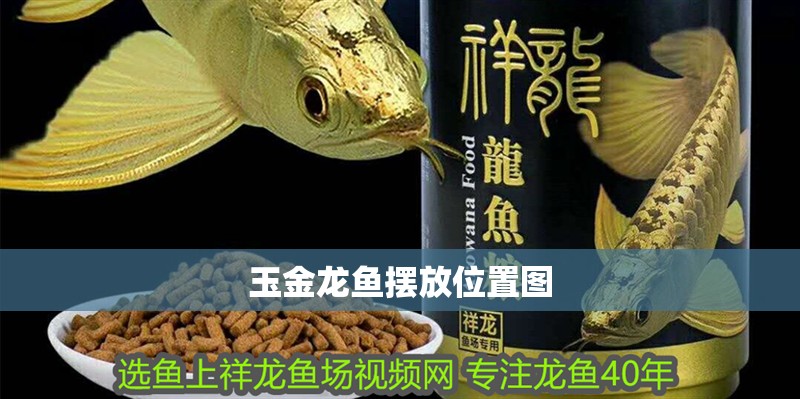 玉金龍魚擺放位置圖