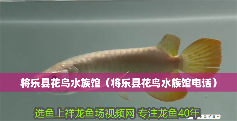將樂(lè)縣花鳥水族館（將樂(lè)縣花鳥水族館電話）
