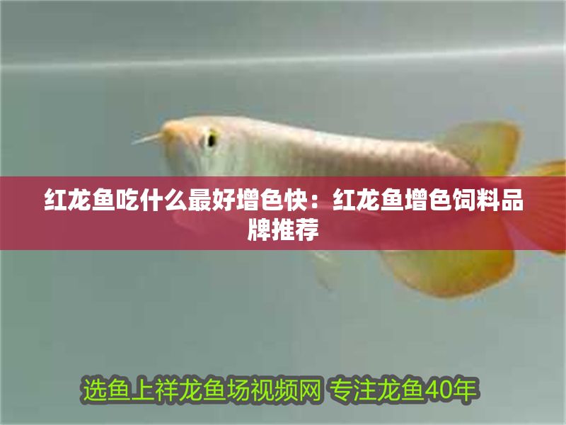 紅龍魚吃什么最好增色快：紅龍魚增色飼料品牌推薦