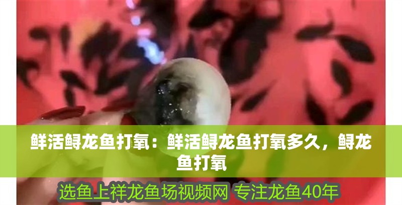 鮮活鱘龍魚打氧：鮮活鱘龍魚打氧多久，鱘龍魚打氧