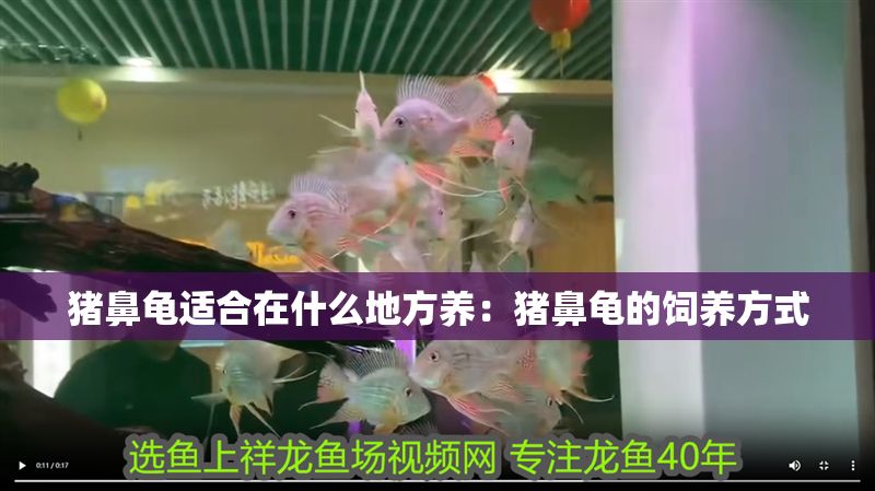 豬鼻龜適合在什么地方養(yǎng)：豬鼻龜?shù)娘曫B(yǎng)方式