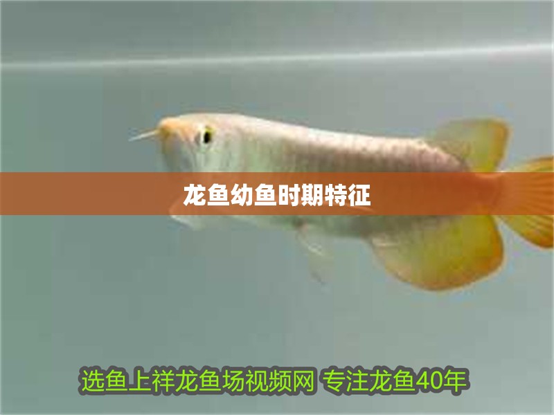 龍魚幼魚時期特征