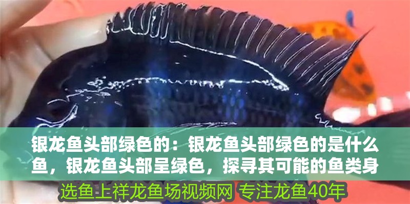 銀龍魚頭部綠色的：銀龍魚頭部綠色的是什么魚，銀龍魚頭部呈綠色，探尋其可能的魚類身份