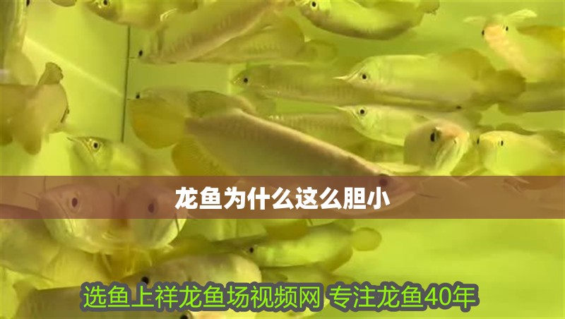 龍魚為什么這么膽小