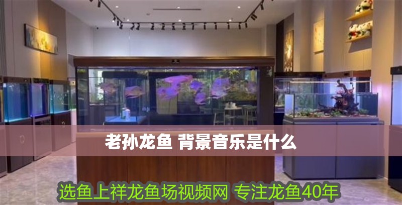 老孫龍魚 背景音樂是什么
