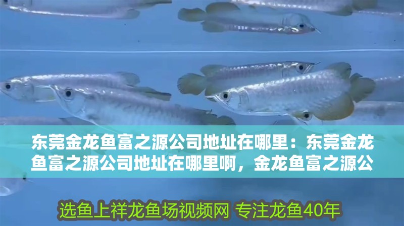 東莞金龍魚富之源公司地址在哪里：東莞金龍魚富之源公司地址在哪里啊，金龍魚富之源公司地址查詢