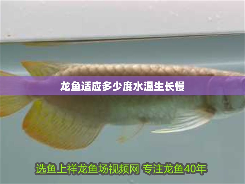龍魚(yú)適應(yīng)多少度水溫生長(zhǎng)慢